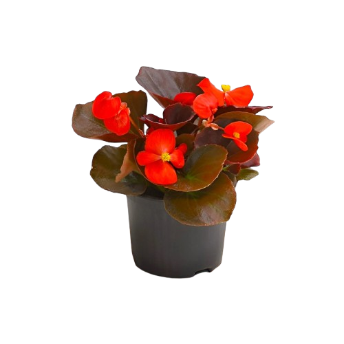 Rex Begonia